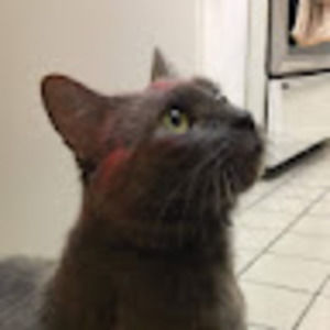 Meet your Posher, Arielle faith